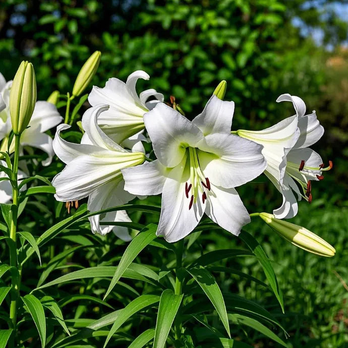 🌷Perfume Lily Bulbs—Fresh and Sweet