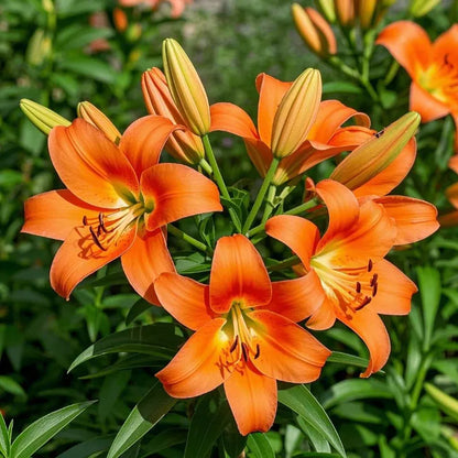 🌷Perfume Lily Bulbs—Fresh and Sweet