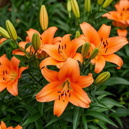 🌷Perfume Lily Bulbs—Fresh and Sweet