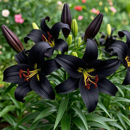 🌷Perfume Lily Bulbs—Fresh and Sweet