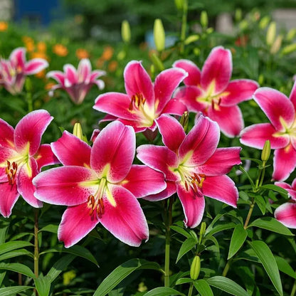 🌷Perfume Lily Bulbs—Fresh and Sweet