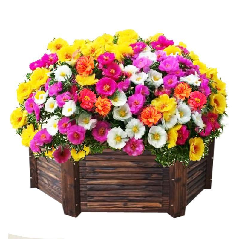 🌼10000 Pcs Muti-color double petal sunflower seeds