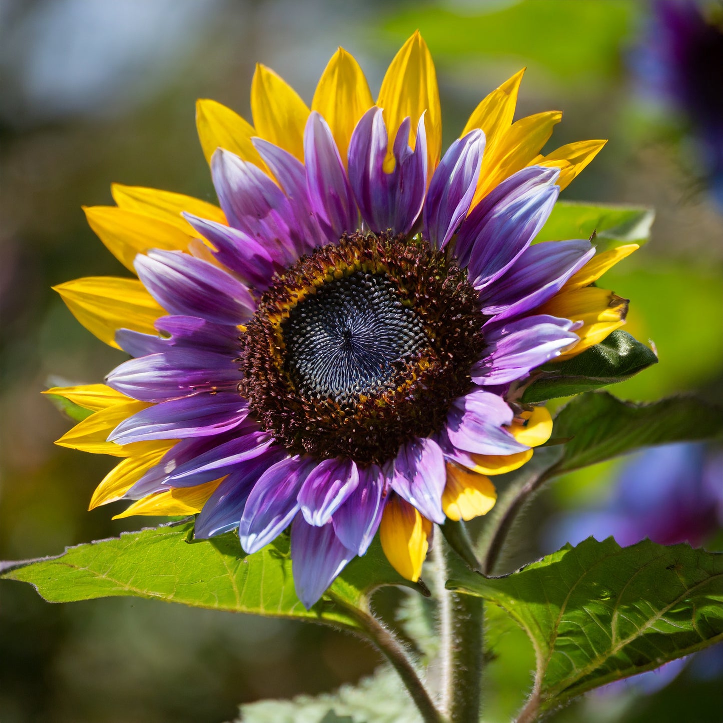 🌻Purple Heart Sunflower Seeds