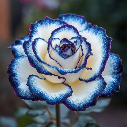 Rare Blue Moon Rose 🌌Multi-Colored Petal Lace Rose🌈🌹