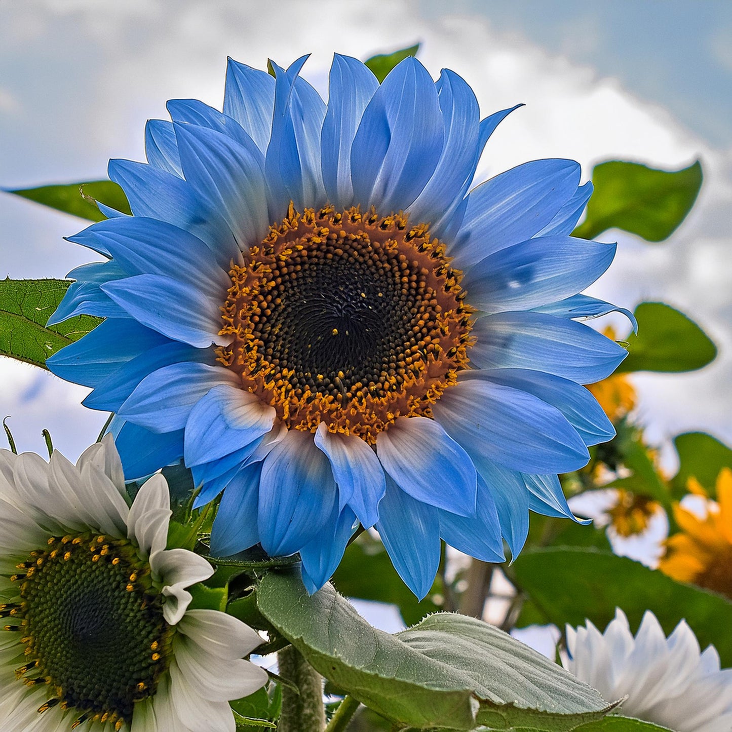 Rare two-color blue sunflower seeds
