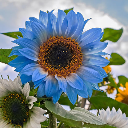Rare two-color blue sunflower seeds