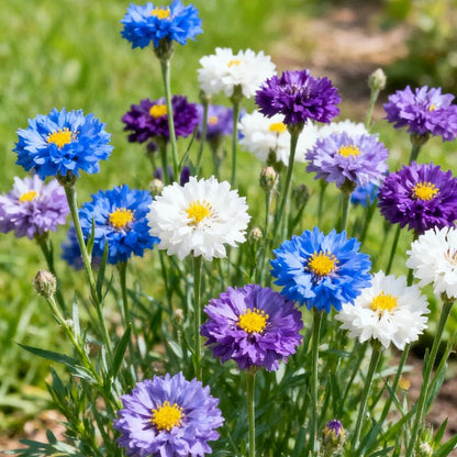 🌸Cornflower Garden Seeds