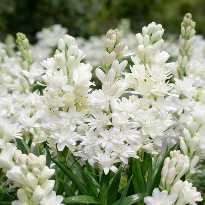 🌺Double Perfume Tuberose Bulbs—Moon Garden Flower