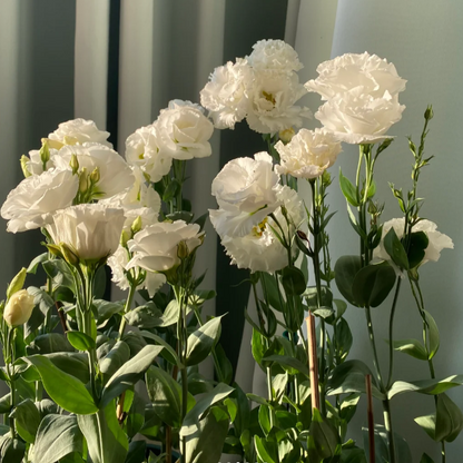 🌺Lisianthus - Sincere Love