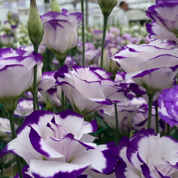 Lisianthus - Sincere Love
