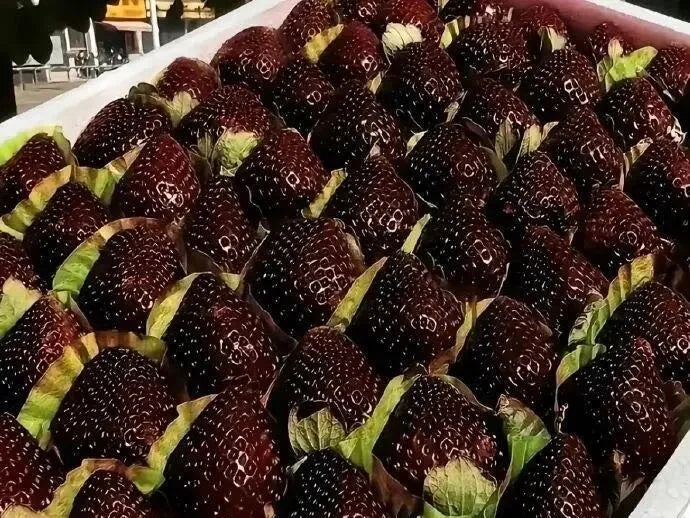 big strawberry seeds Giant Black Diamond Strawberries Seeds – Sweet, Nutrient-Rich & Easy t – Boseeds