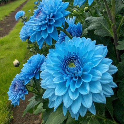 Rare Double Dahlias – Bold Blooms Ordinary Gardens Never Have