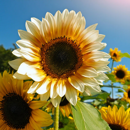 Rare two-color white sunflower seeds