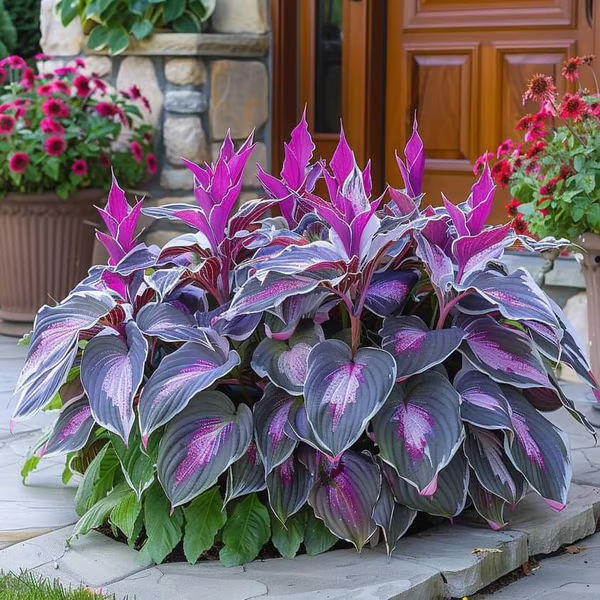 🌟Spring & Winter Growing🍃Premium Rare Hosta Seeds🌿Perfect For Cut Flowers【98% Germination Rate】