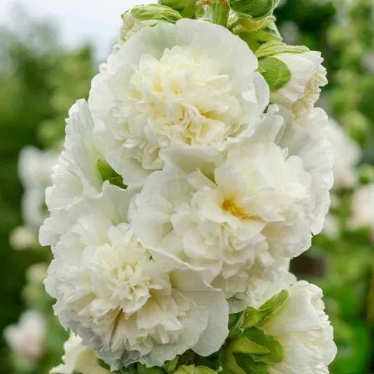 🌺Double Fragrant Hollyhock Seeds
