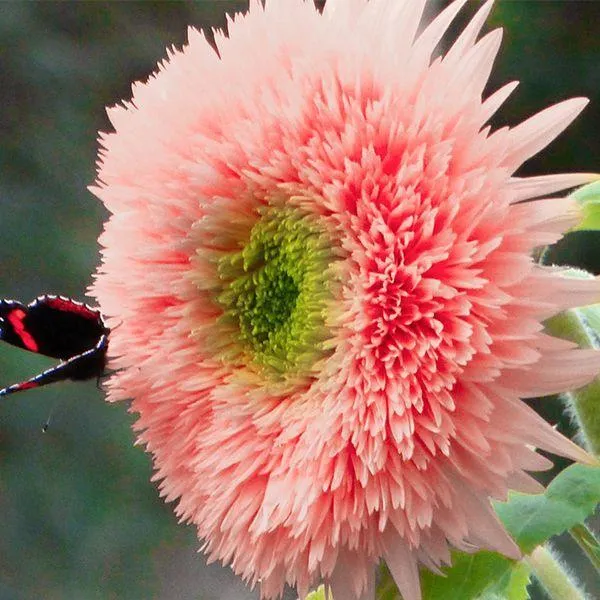 🌻 Colorful Sunflower Seeds Mix ✨ Grow a Bright, Vibrant Garden with Ease