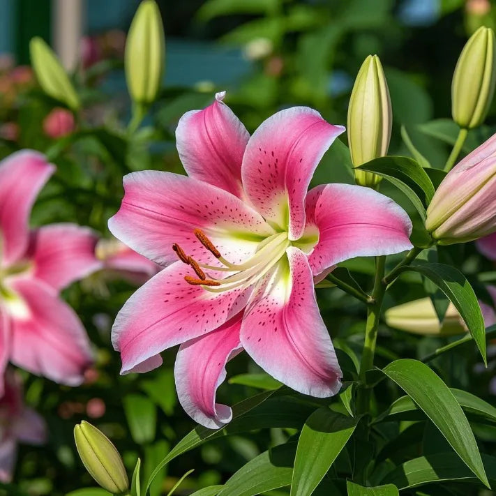 🌷Perfume Lily Bulbs—Fresh and Sweet