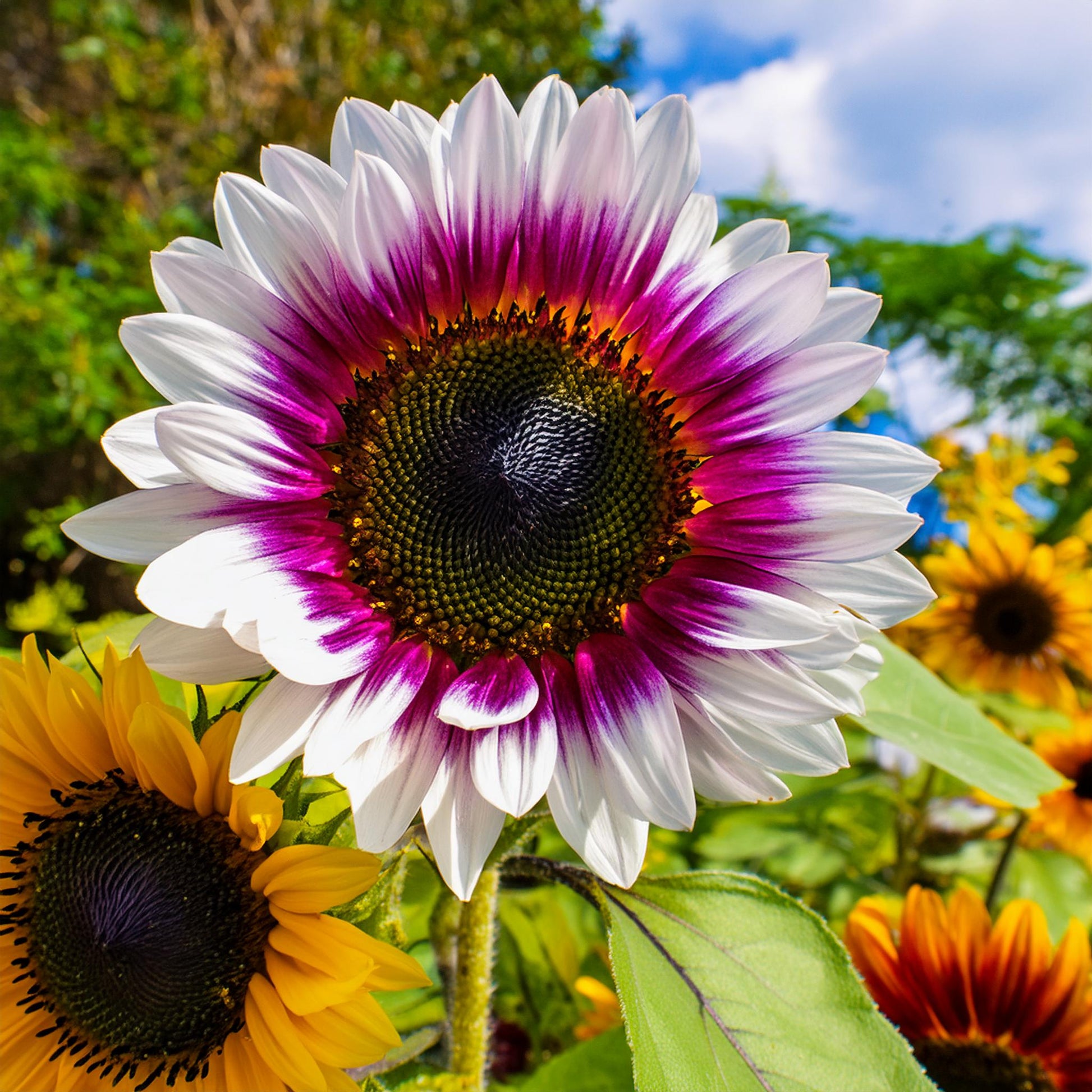 Rare two-color purple sunflower seeds