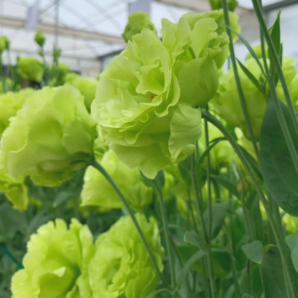 🌺Lisianthus - Sincere Love