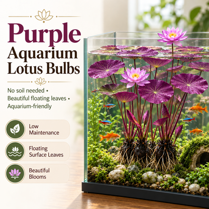 🌸 Hydroponic Lotus Planting Roots – Create a Beautiful Indoor Water Garden