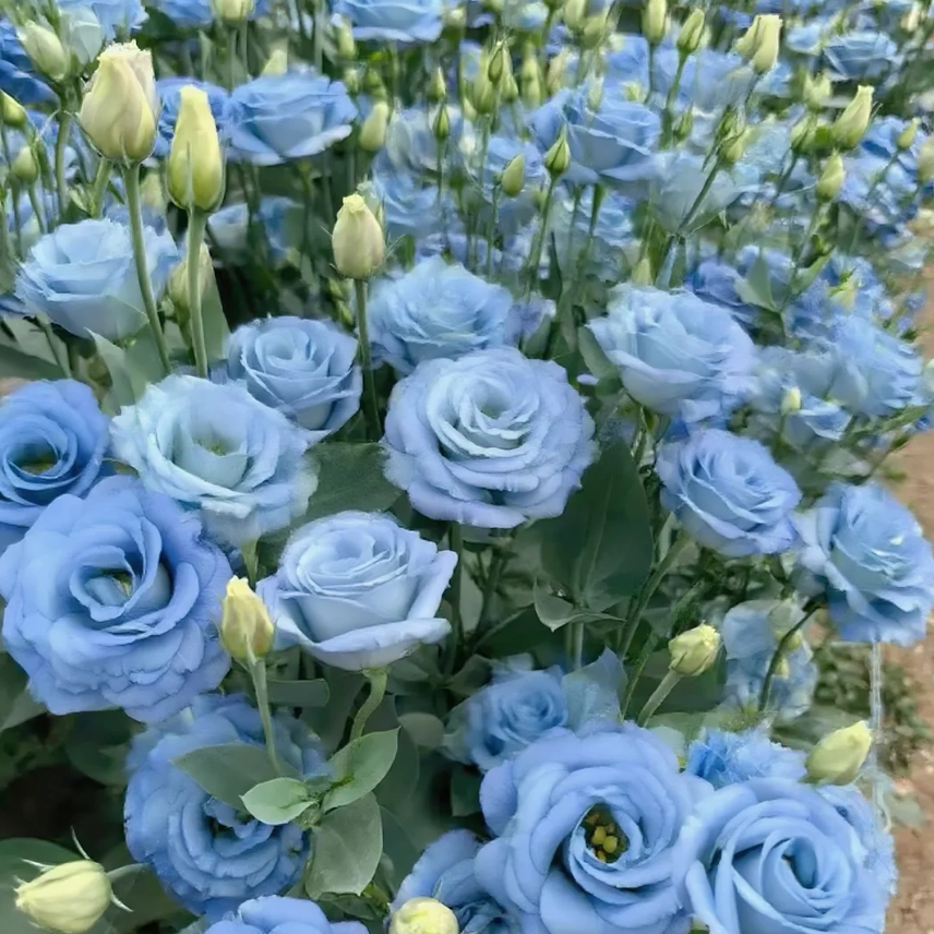Lisianthus - Sincere Love