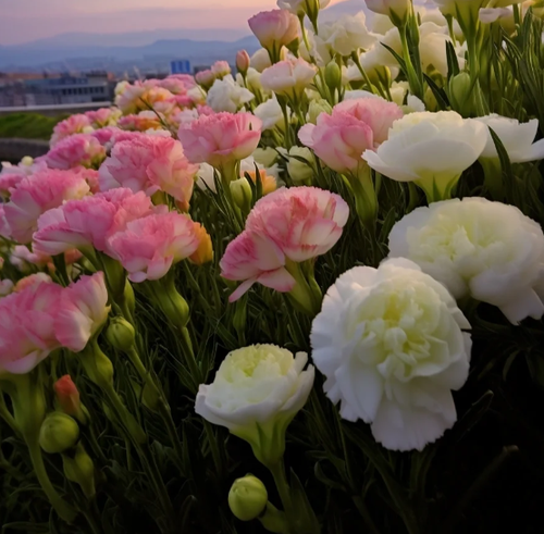 🌺Lisianthus - Sincere Love