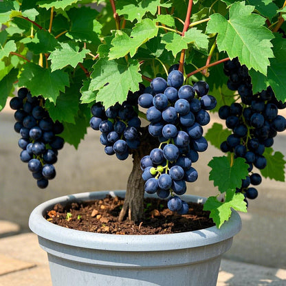 🌈Colorful Potted Grape Tree Seeds - Black, Pink, Rainbow, Green