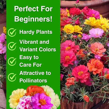 🌸 Double Flowered Moss Rose Seeds – 🌿Perennial Flower Seeds / Large Flowers / Easy to Grow