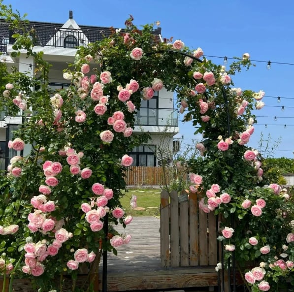 🌹Climbing Vine Rose Flower Seeds