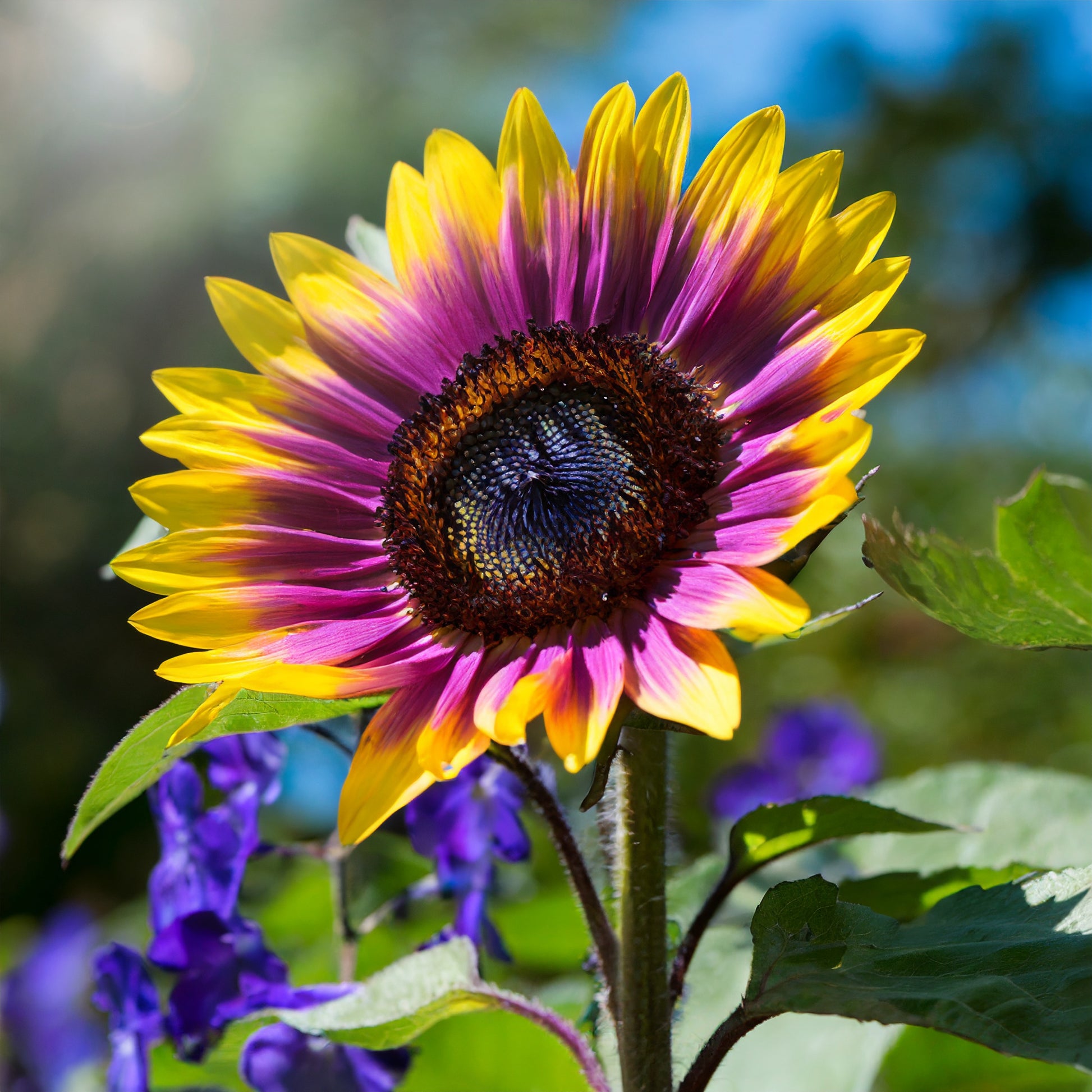 🌻Purple Heart Sunflower Seeds