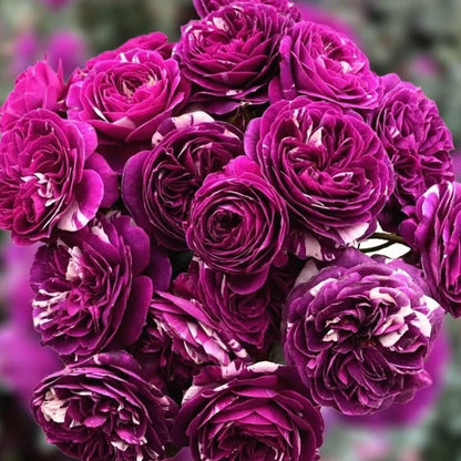 Rose  Scented Jewel