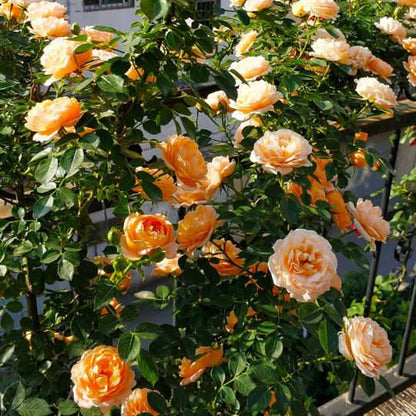 Orange Climbing Rose Seeds