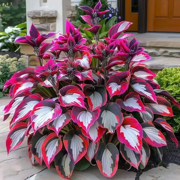 🌟Spring & Winter Growing🍃Premium Rare Hosta Seeds🌿Perfect For Cut Flowers【98% Germination Rate】