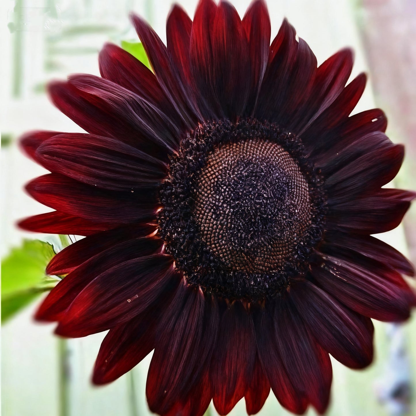 🌌🔥 Midnight Blaze Sunflower Seeds🪴– The Rarest Sunflower You’ll Ever Grow! 🌻