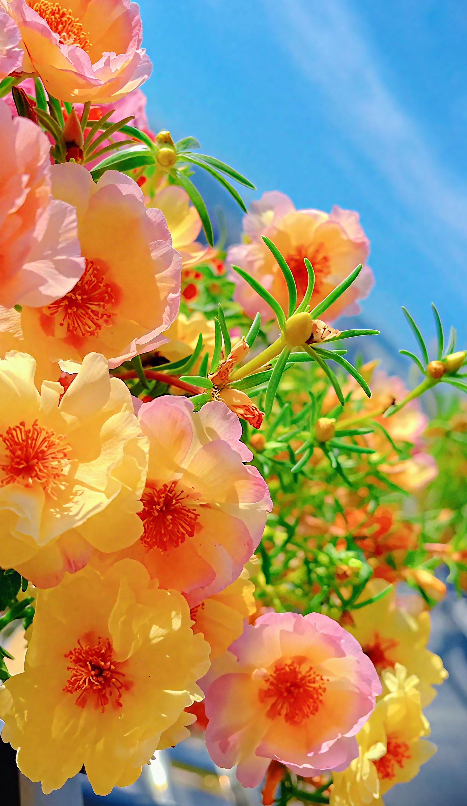 🌞🌸 Double Moss Rose – Extraordinary Beauty, Effortless Care 🌸🌞