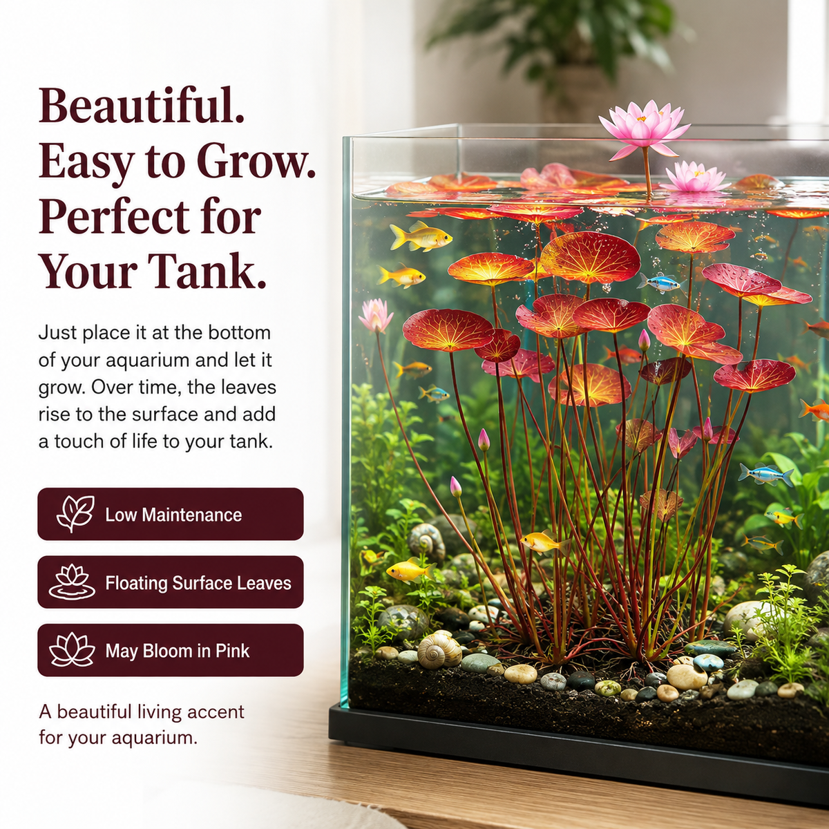 🌸 Hydroponic Lotus Planting Roots – Create a Beautiful Indoor Water Garden