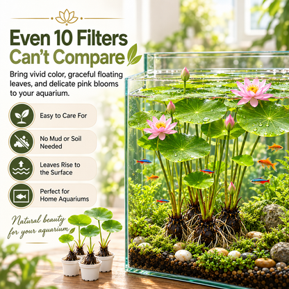🌸 Hydroponic Lotus Planting Roots – Create a Beautiful Indoor Water Garden