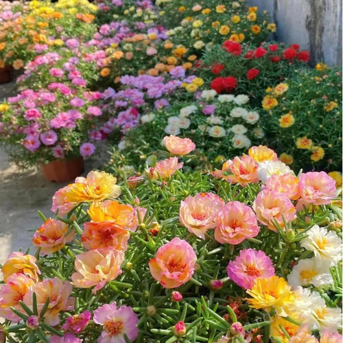 🌼10000 Pcs Muti-color double petal sunflower seeds