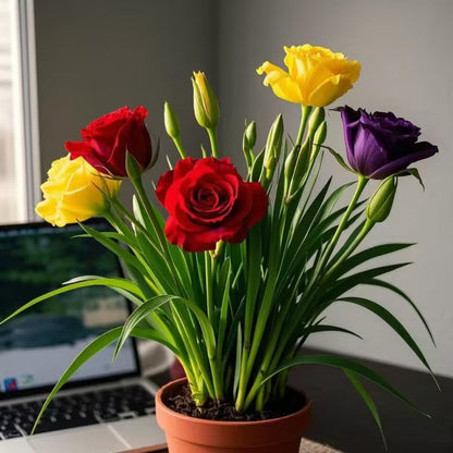 Potted rose bulbs🌹