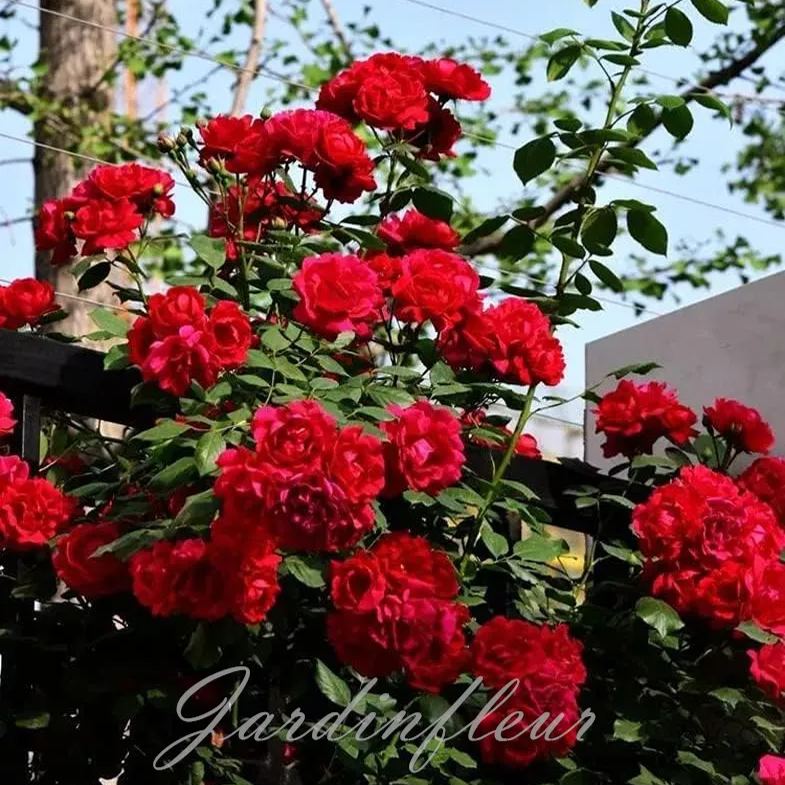 Climbing Rose Seeds