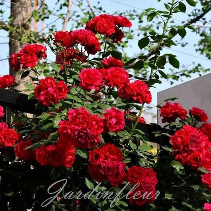 Climbing Rose Seeds