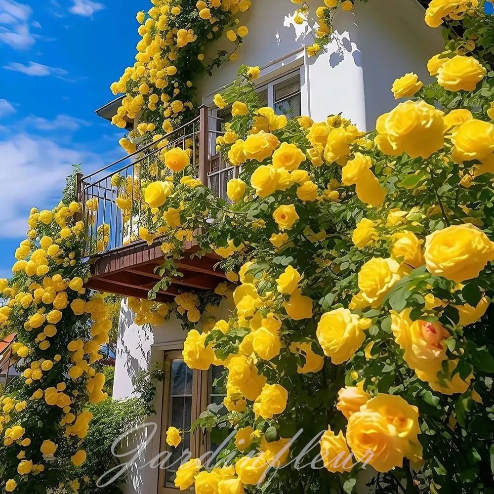 Climbing Rose Seeds