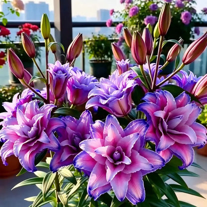 🌷Perfume Lily Bulbs—Fresh and Sweet