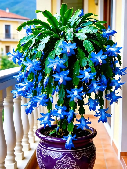 🦀Mix Colors Schlumbergera Bulbs– Easy-Care Blooms in Every Shade, Even in Winter ❄️🌈