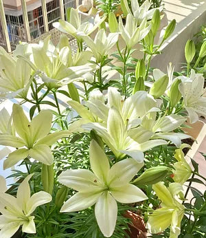 🌷Perfume Lily Bulbs—Fresh and Sweet