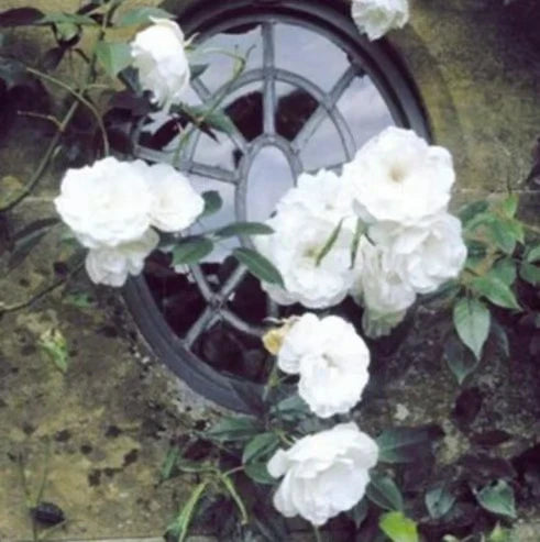 rose vine seeds Climbing Rose Vine Seeds 🌹Amazing Growth & Beautiful Roses – Boseeds